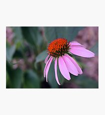 Purple Coneflower Fotodruck