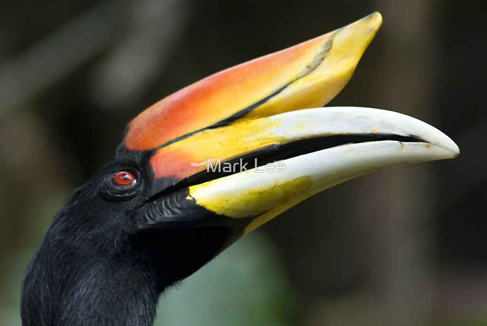 "Horned Bird" by Mark Lee Redbubble