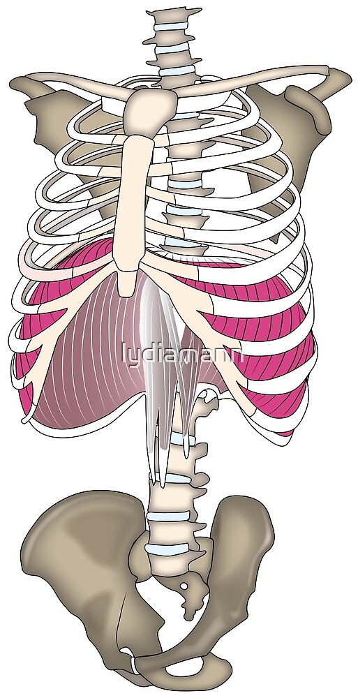"Your diaphragm's in your rib cage" by lydiamann Redbubble