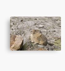 Pika Canvas Print
