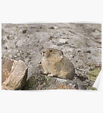 Pika Poster