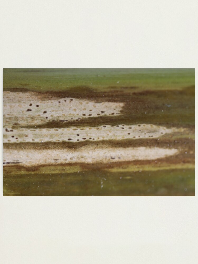 Alternate view of aging tracks Photographic Print