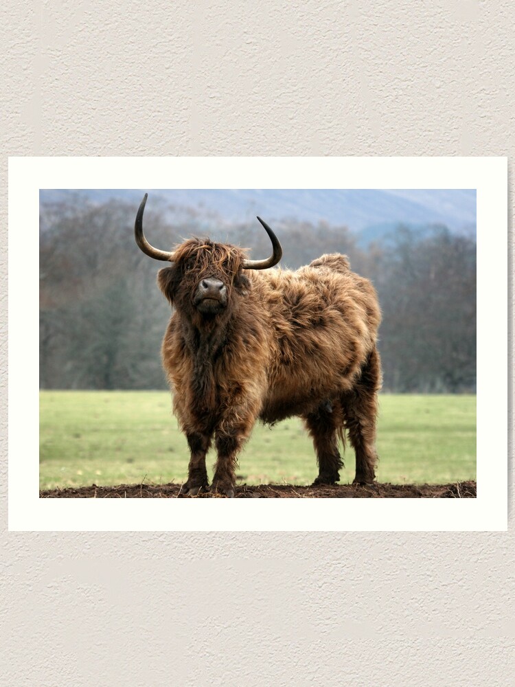 Scottish Highland Cattle Scottish Highland Cattle Art Print By