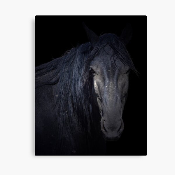 Dark Horse Canvas Print