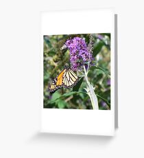 September Monarch 2 Greeting Card