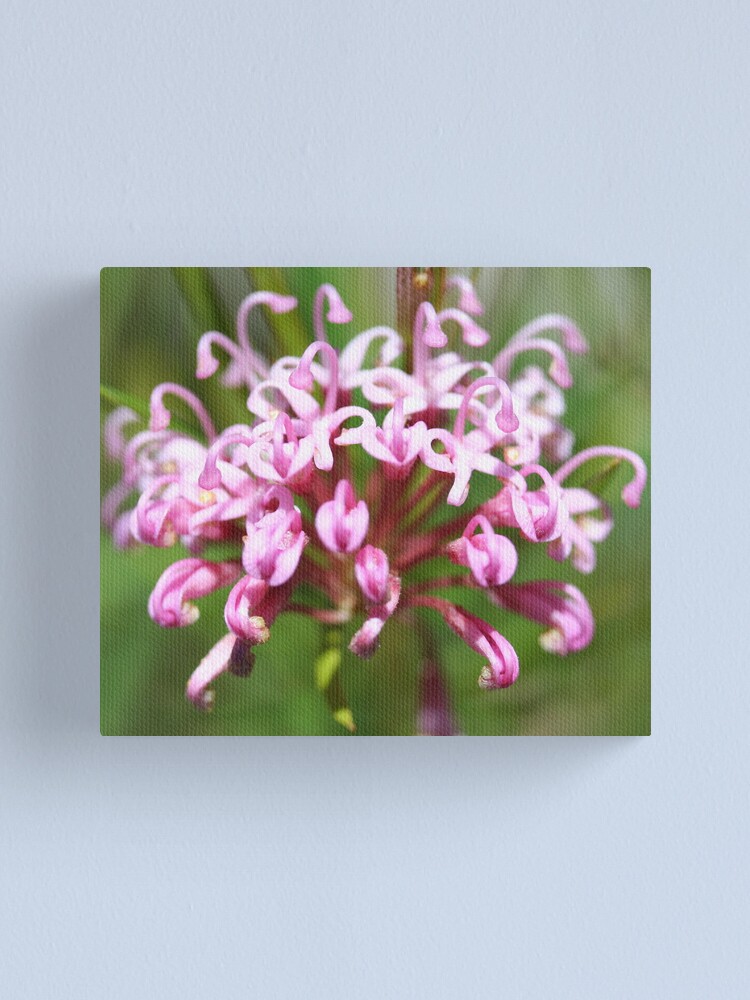 Alternate view of Grevillea leiophylla Canvas Print