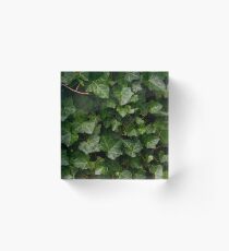 Ivy Acrylic Block