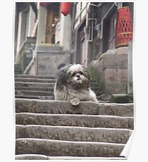 Shaggy Dog on steps Poster