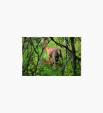 Fawn's Feeding Art Board