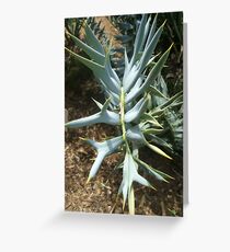 Encephalartos horridus Greeting Card
