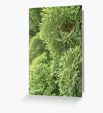 Foliage Greeting Card
