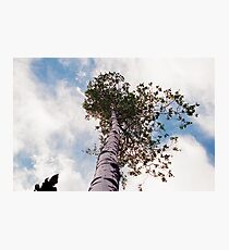 Lone aspen Photographic Print