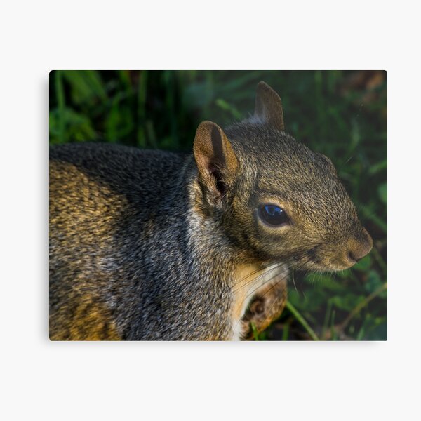Squirrel Metal Print