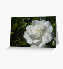 Soft Focus Greeting Card