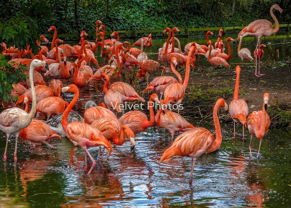 flamingo water tube