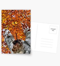 Look Up! Postcards
