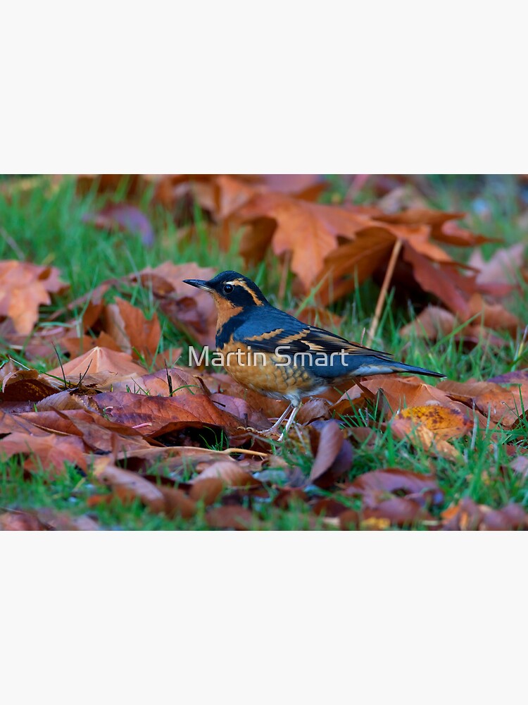 Varied Thrush, Autumn Leaves by MartinSmart