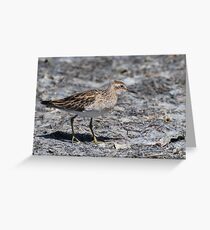 Sharp-tailed Sandpiper Greeting Card