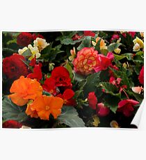 Begonia garden Poster
