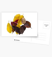 fallen leaves Postcards