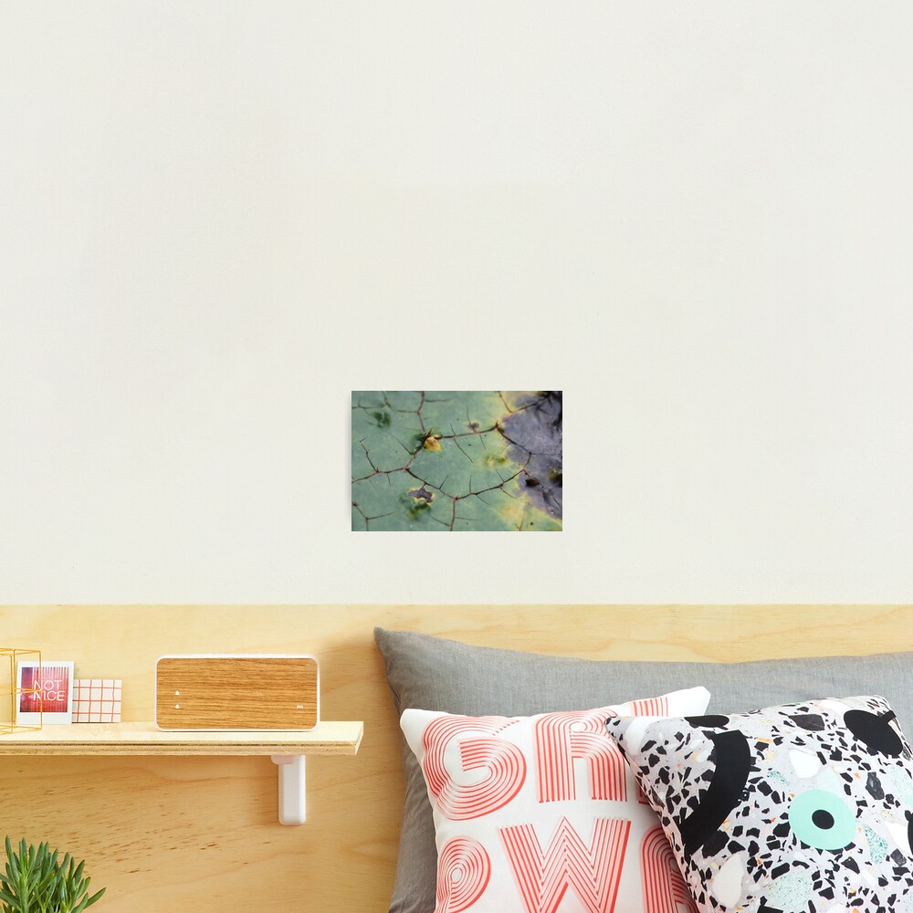 drifted leaf Photographic Print