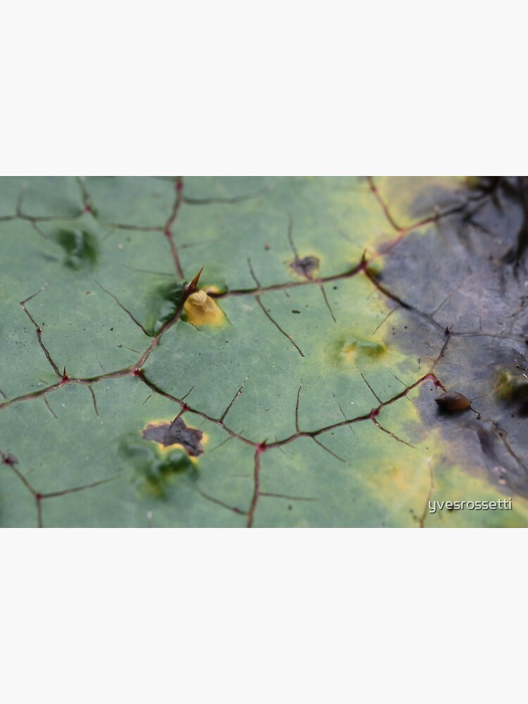 drifted leaf by yvesrossetti