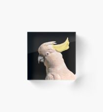 Sulphur-crested Cockatoo, Australia Acrylic Block