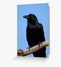 Juvenile Raven Greeting Card