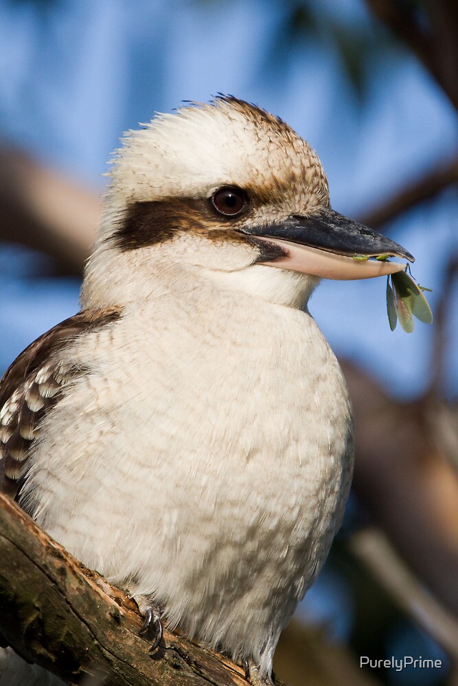 "Australian Kookaburra eating preying mantis" by PurelyPrime Redbubble