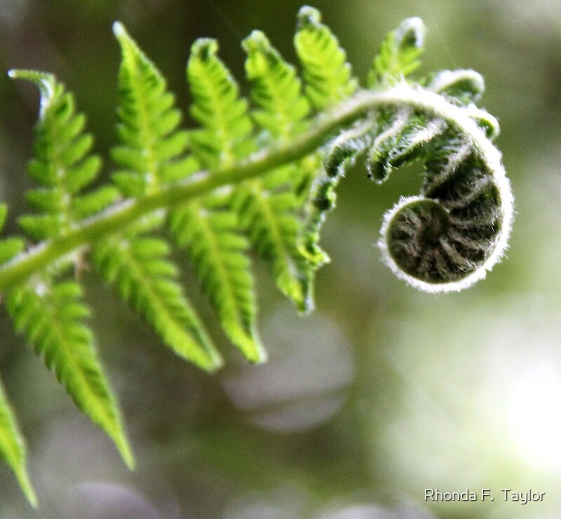 “Unfurled Frond-Tree Fern leaf unfurling” by Rhonda F. Taylor | Redbubble