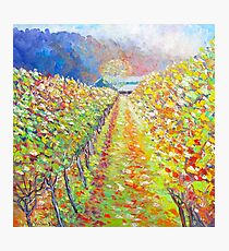 Autumn Vineyard Photographic Print