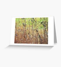 Prairie Grasses Greeting Card