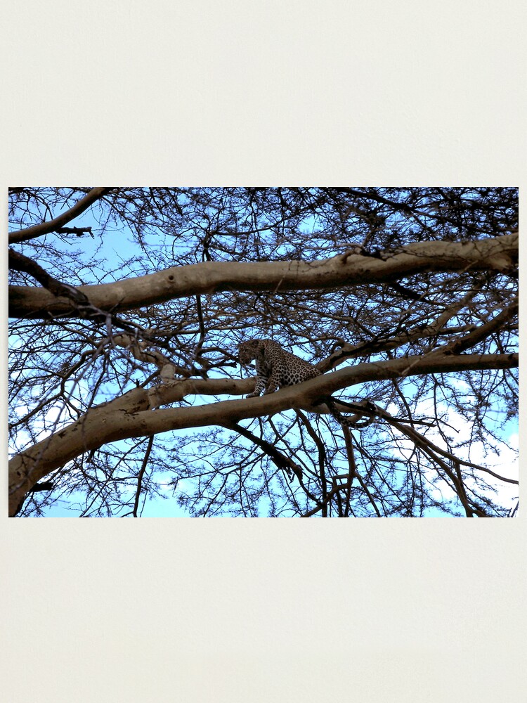 Alternate view of Leopard ~ 1974 Photographic Print