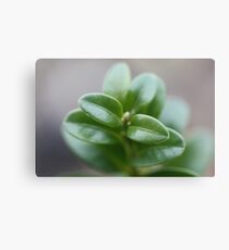 Topiary Canvas Print