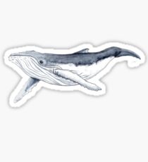 Humpback whale baby Sticker