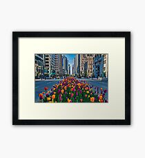 Chicago Tulips Framed Print