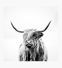 portrait of a highland cow Photographic Print