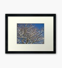 Snowy Branches Framed Print