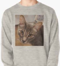 Ozzy the kitten Pullover