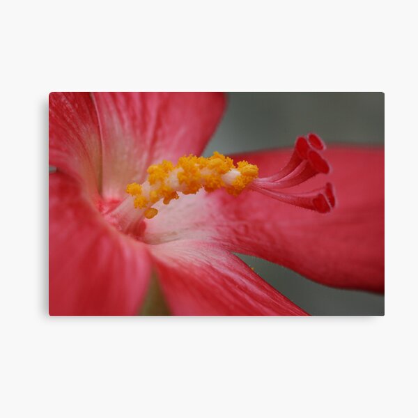Abelmoschus moschatus Canvas Print