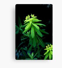 euphorbia gibelliana - ItalY Piedmont endemism Leinwanddruck