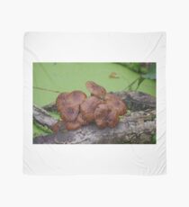 Toadstools Scarf