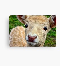 Young Fallow Deer Canvas Print