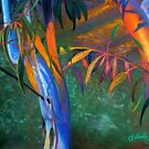 Sunset Gums by Simon Aberle