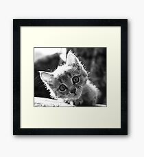 kitten Framed Print