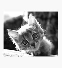 kitten Photographic Print