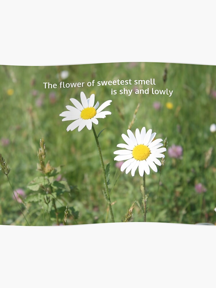 Gänseblümchen Englisch