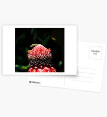 The lizard pops up. Postcards