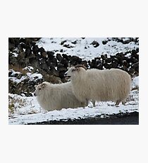 Bahhh Photographic Print