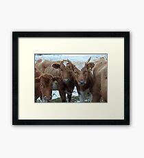 Cows Framed Print